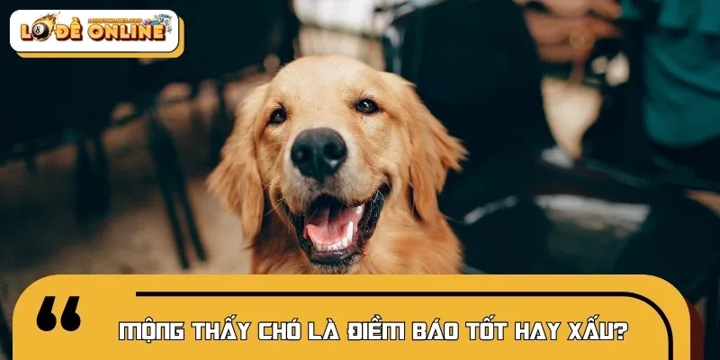 Mơ thấy chó có thể là điềm báo tốt hoặc xấu