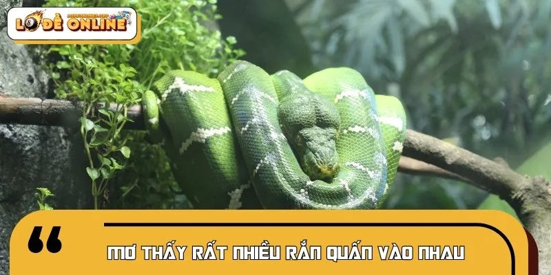 Mơ thấy rắn quấn nhau phản ánh sự rối bời của bạn